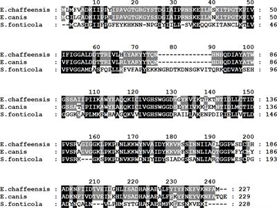 Multiple Ehrlichia chaffeensis genes critical for persistent infection in a vertebrate host are identified as nonessential for its growth in the tick vector; Amblyomma americanum